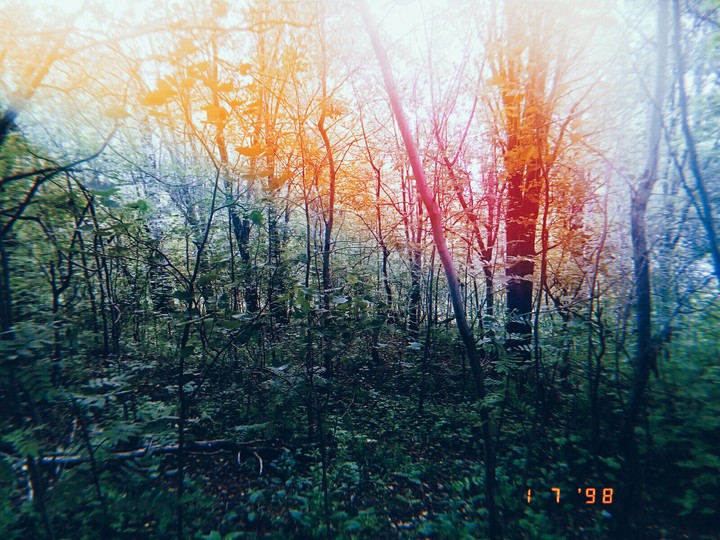 лес