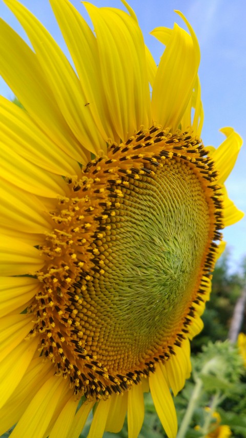 Sunflower