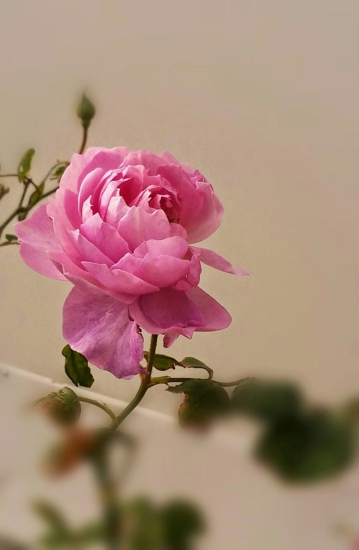 rose