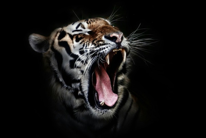 Tiger. ✌✌