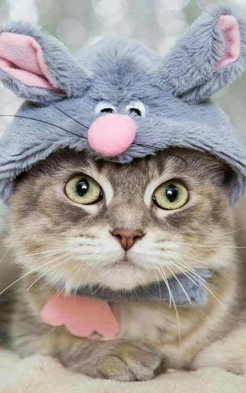Cat with hat