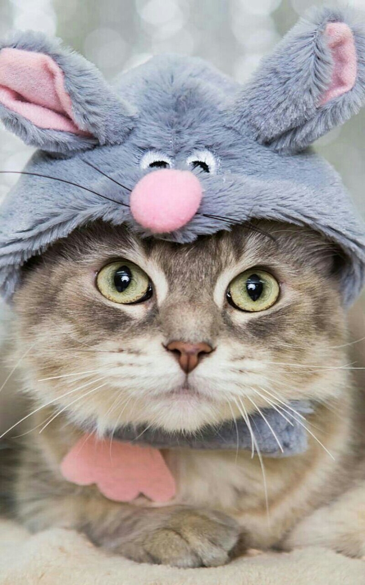 Cat with hat