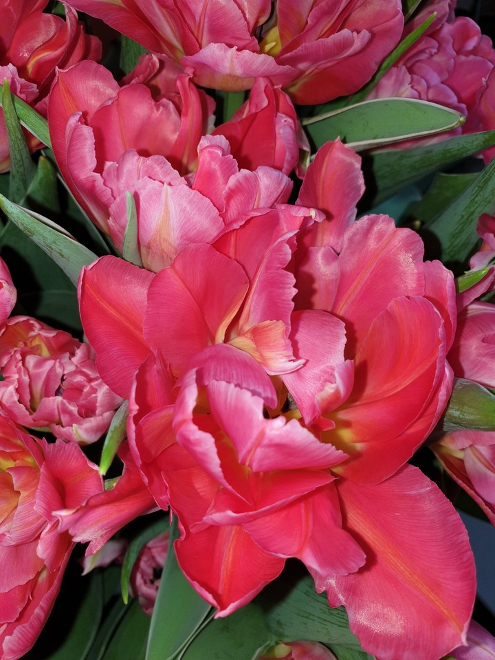 Tulipany