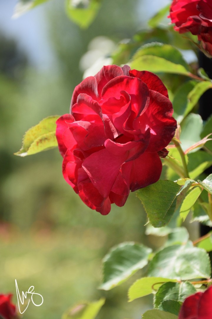 rosa