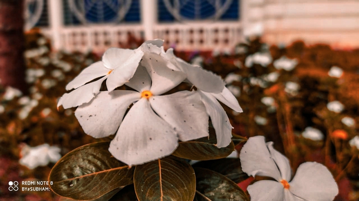 flowers???????