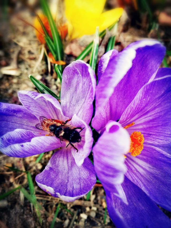 Pollination of a crocus flower