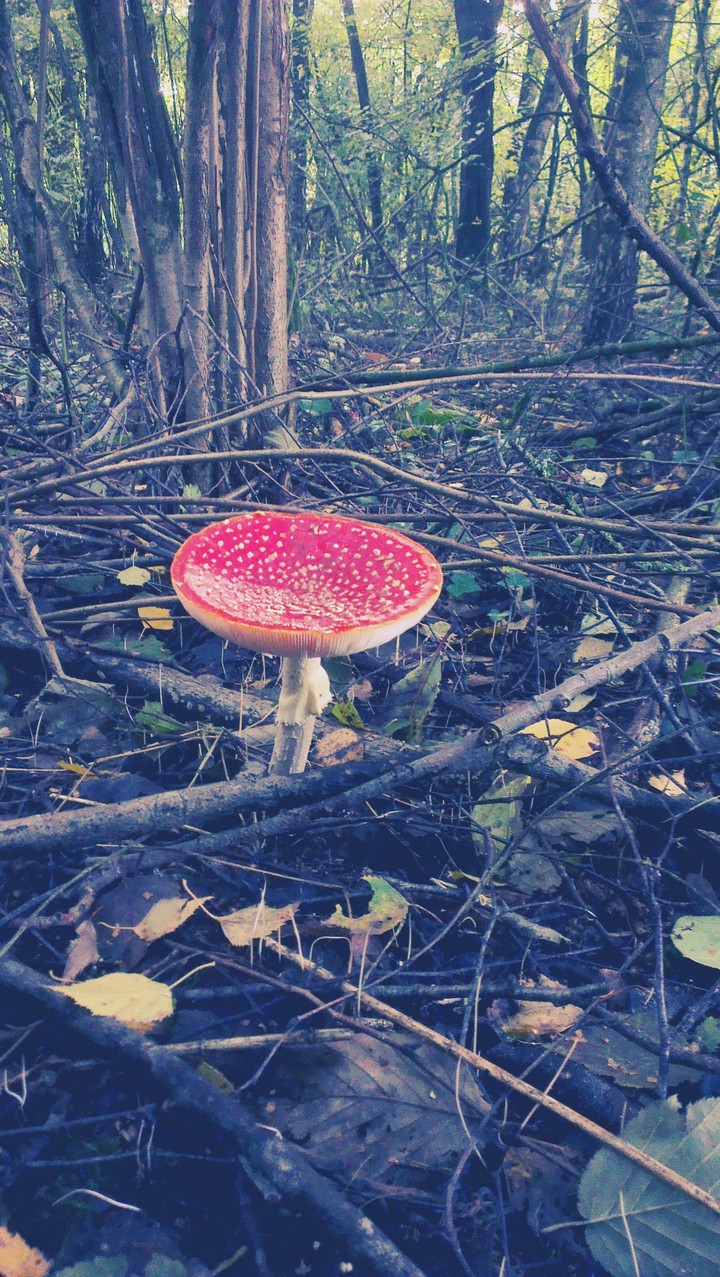 mushroom in forest