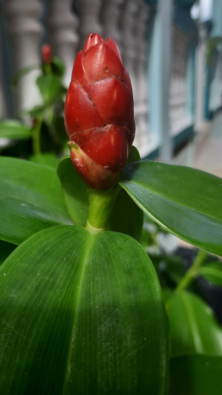 Costus