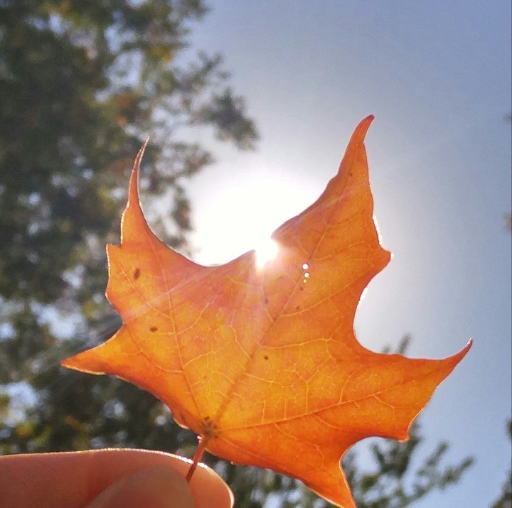 Maple Leaf