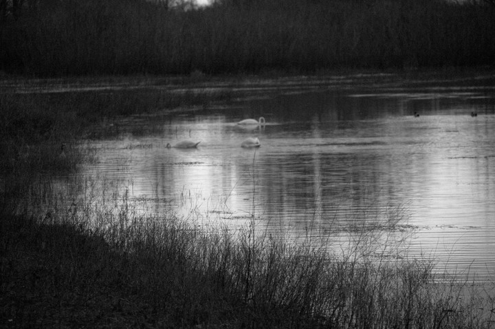 Swan