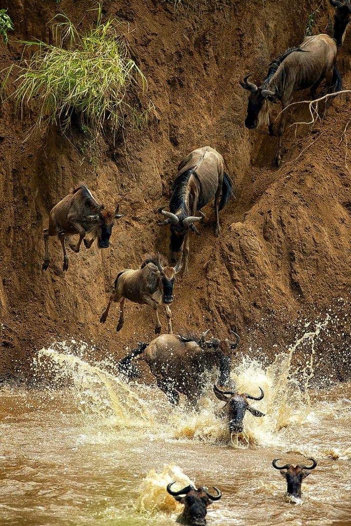 Wildebeest Migration Diving in the Mara River and It's Crocs