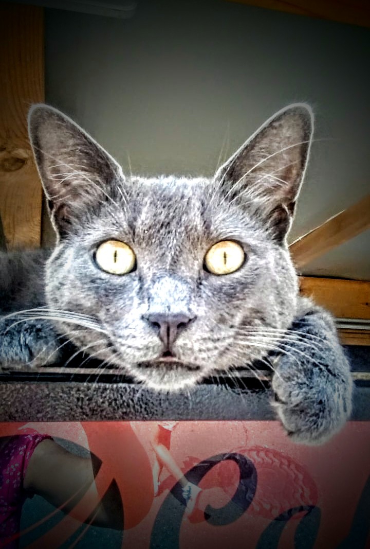 котик из Сочи)))
