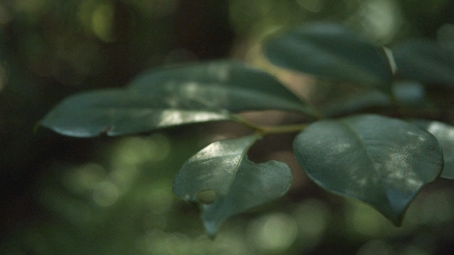 calm leaf video