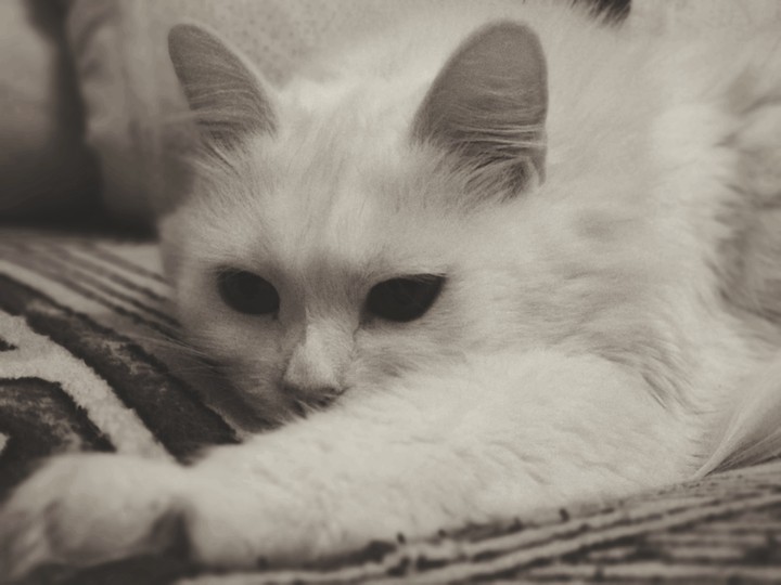 cat