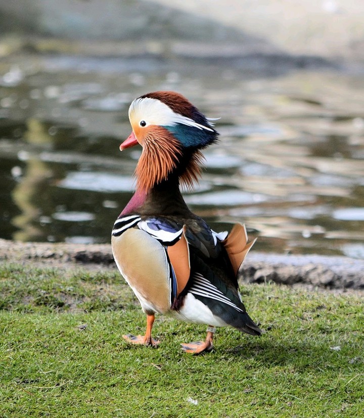 Duck