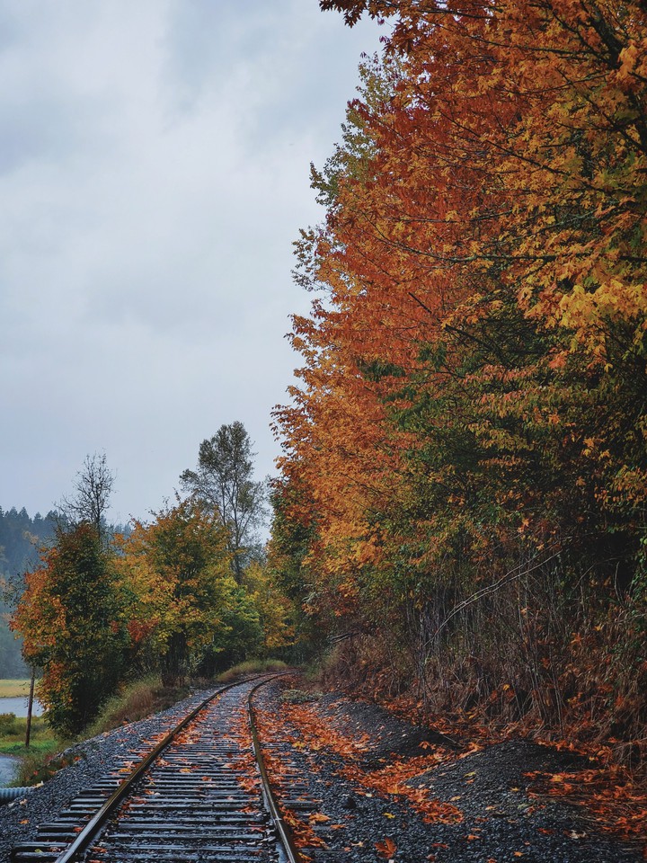 fall leaves on train tracks