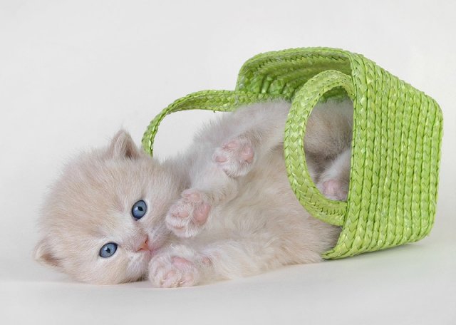 Kitty in a basket