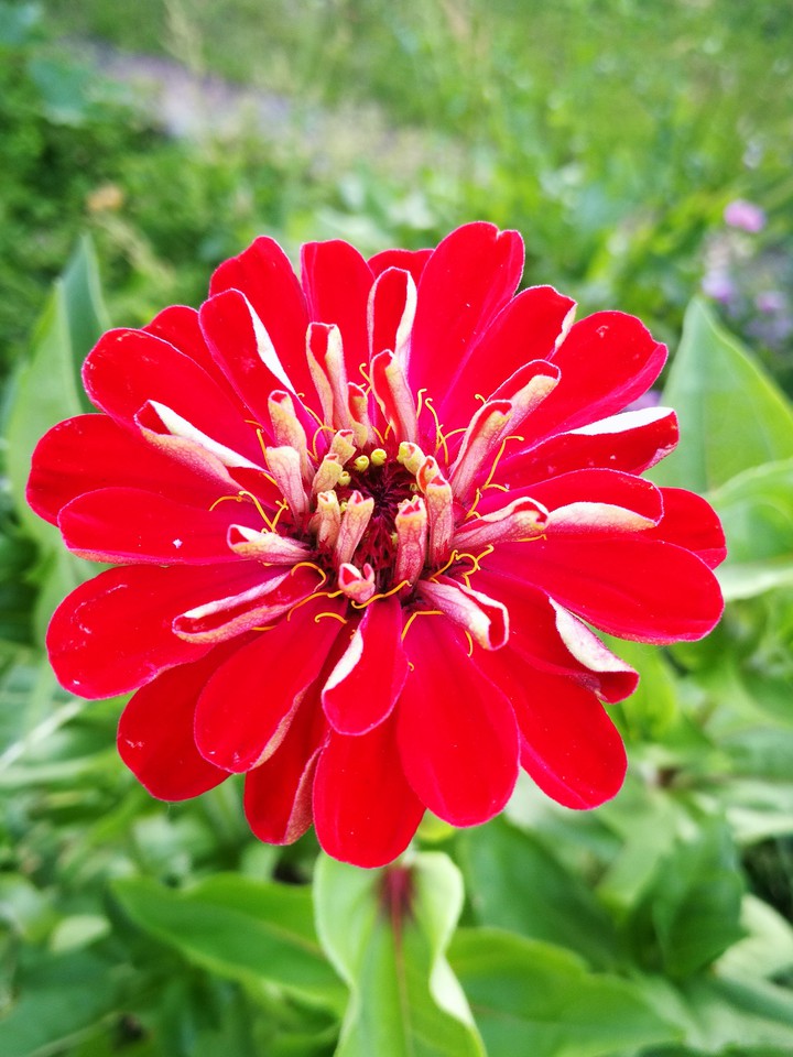 red beauty