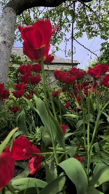 spring