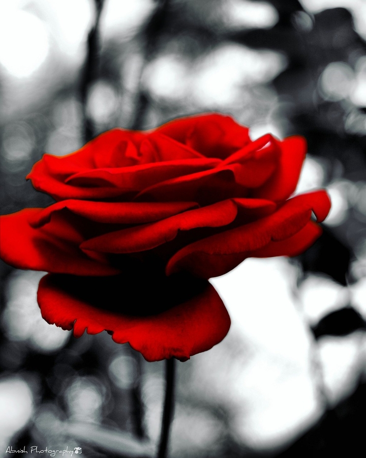 roce