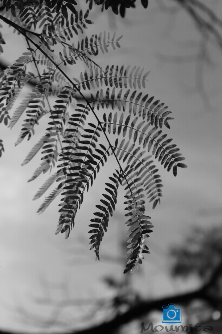 leafs