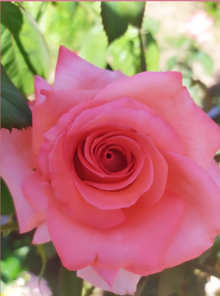 Rose in my garden
