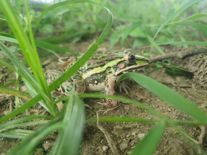 frog