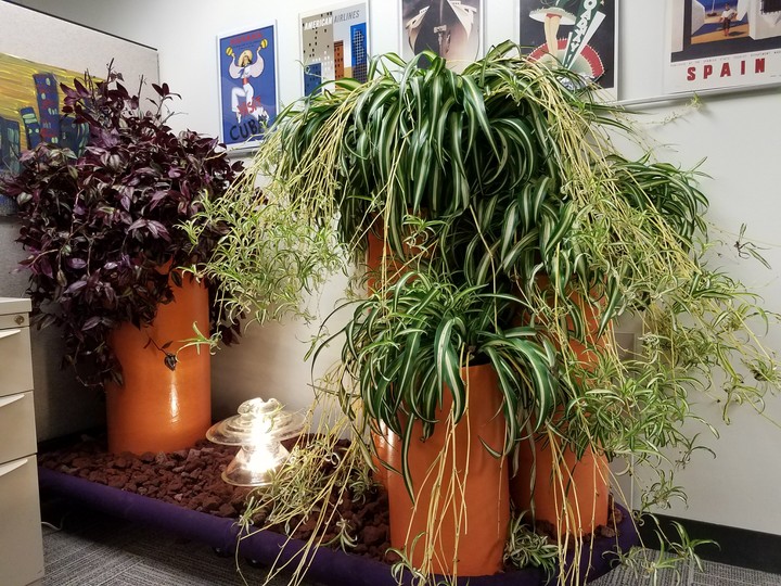 Cuberhood Garden