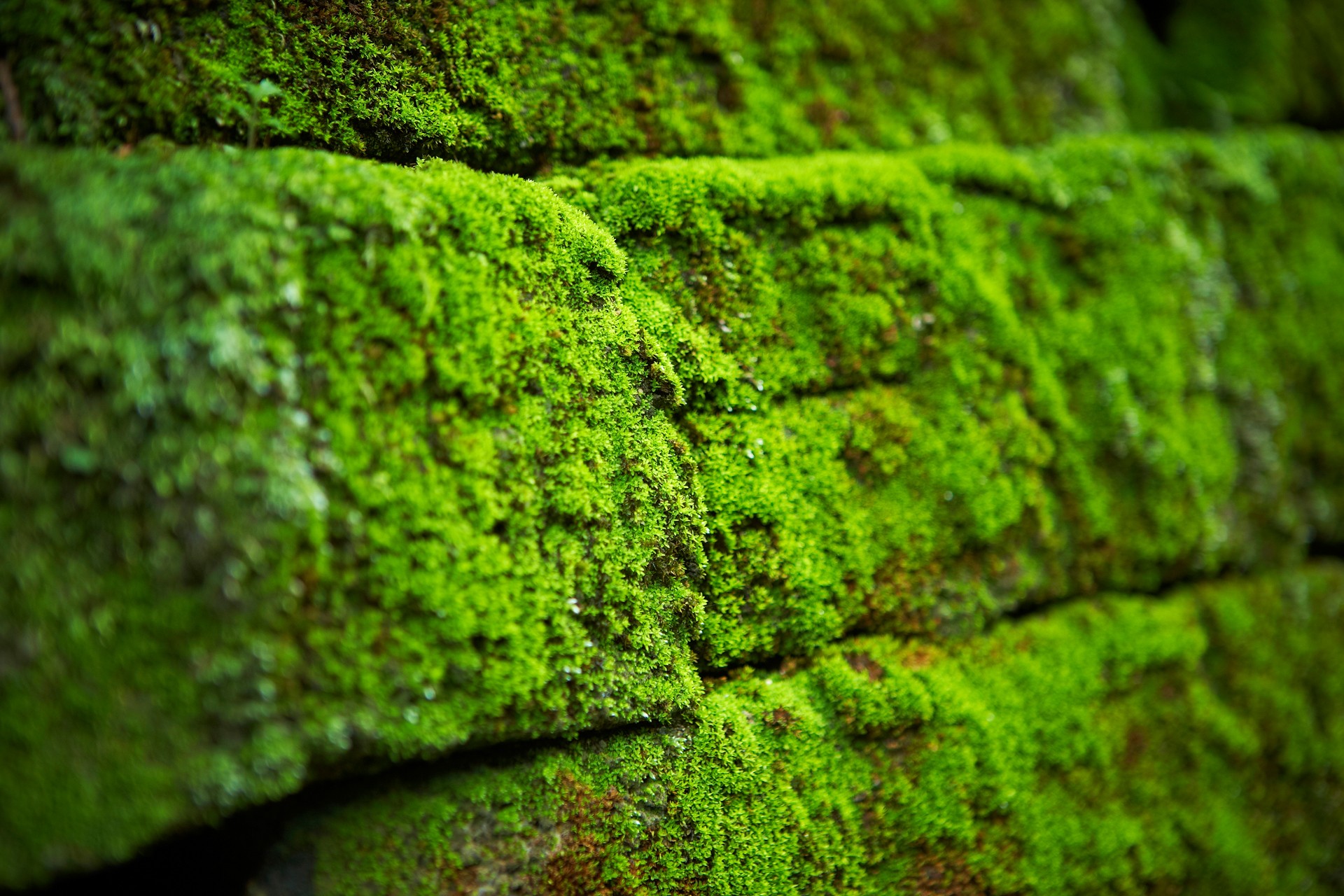 Green Moss
