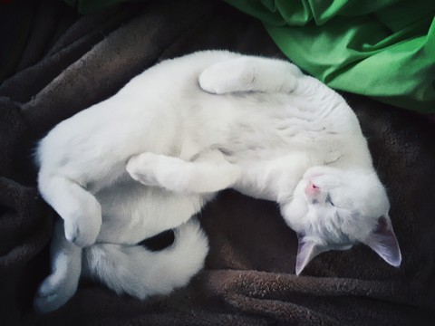 Lulu sleeping