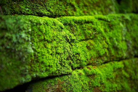 Green Moss