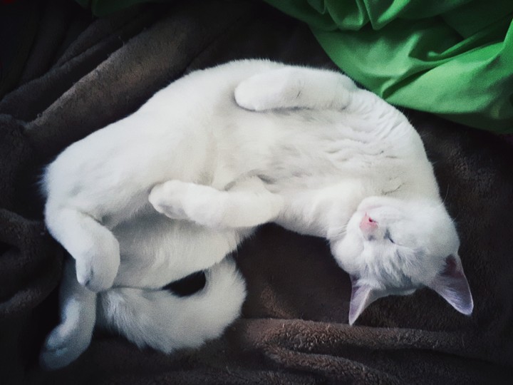 Lulu sleeping