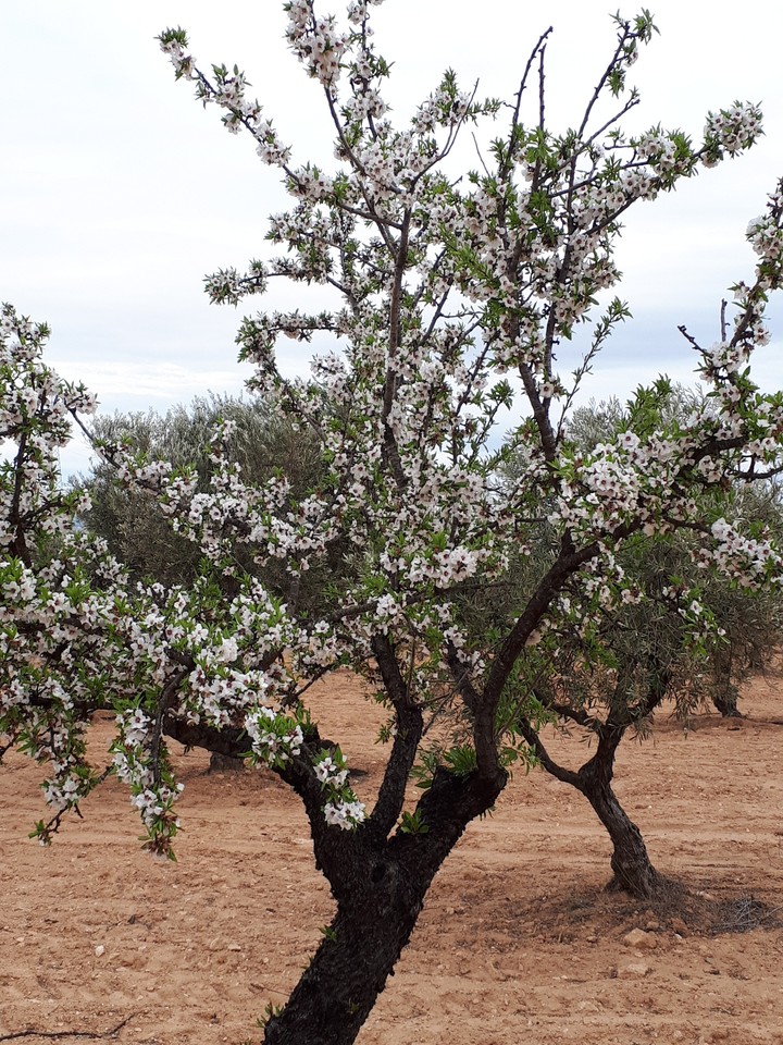 Almendro