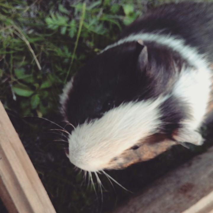 My guinea pig
