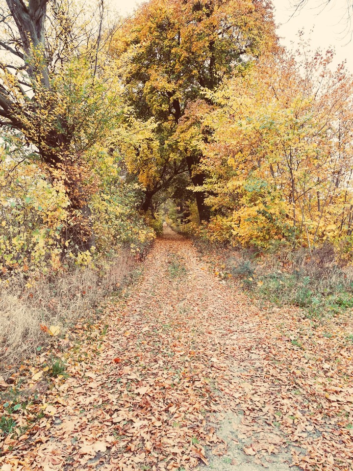 jesień