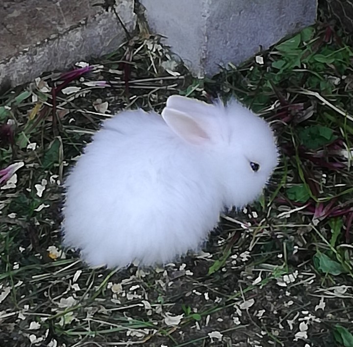 Little Rabbit
