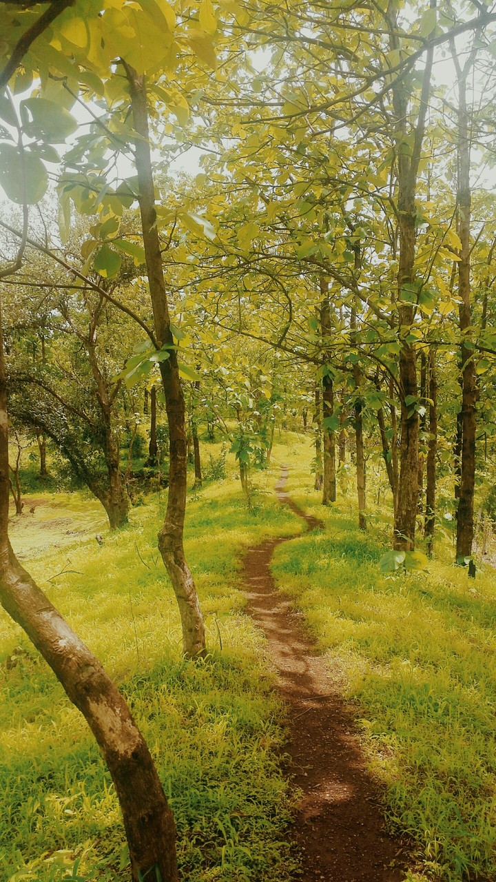A lonely path