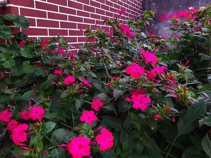 eclat de fleurs
