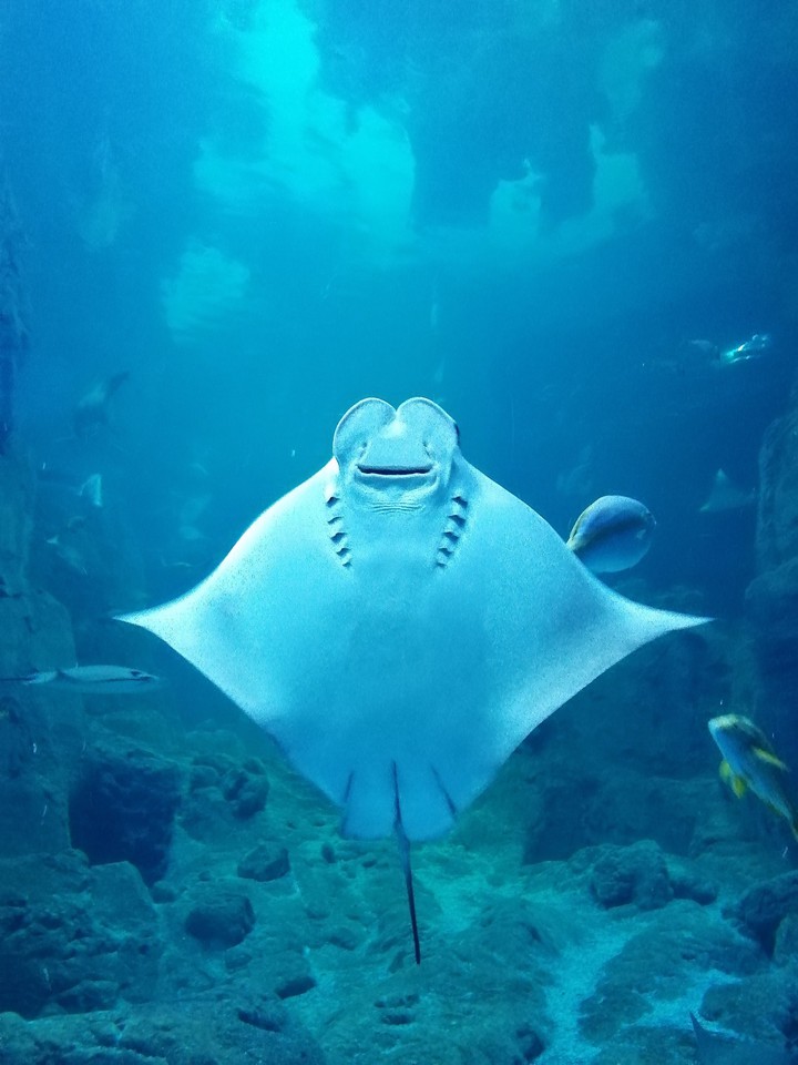 stingray fish