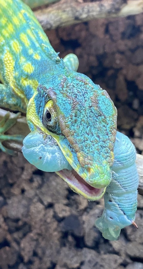 Chameleon