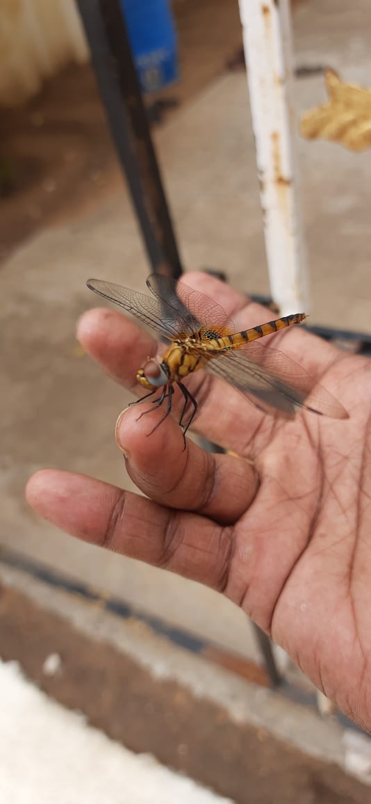 fly