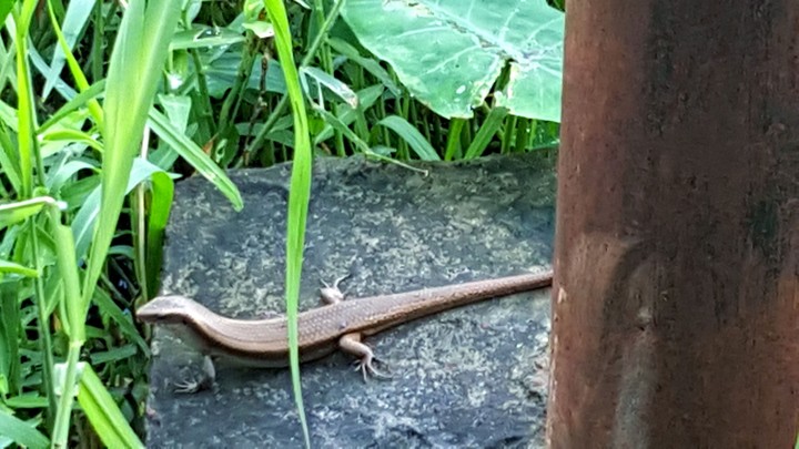 animal