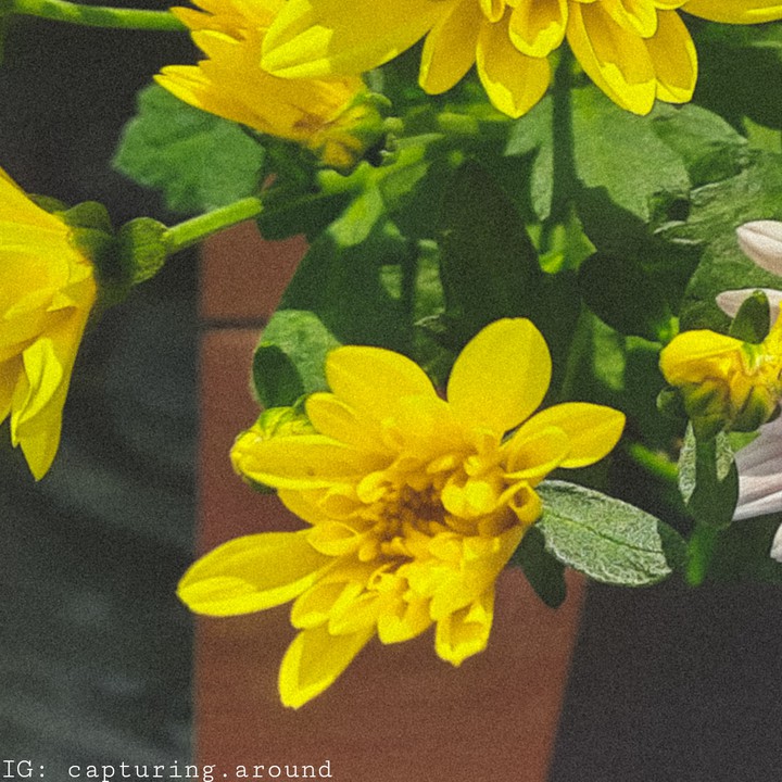 Dahlia