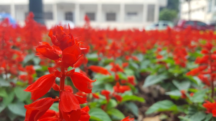 flower