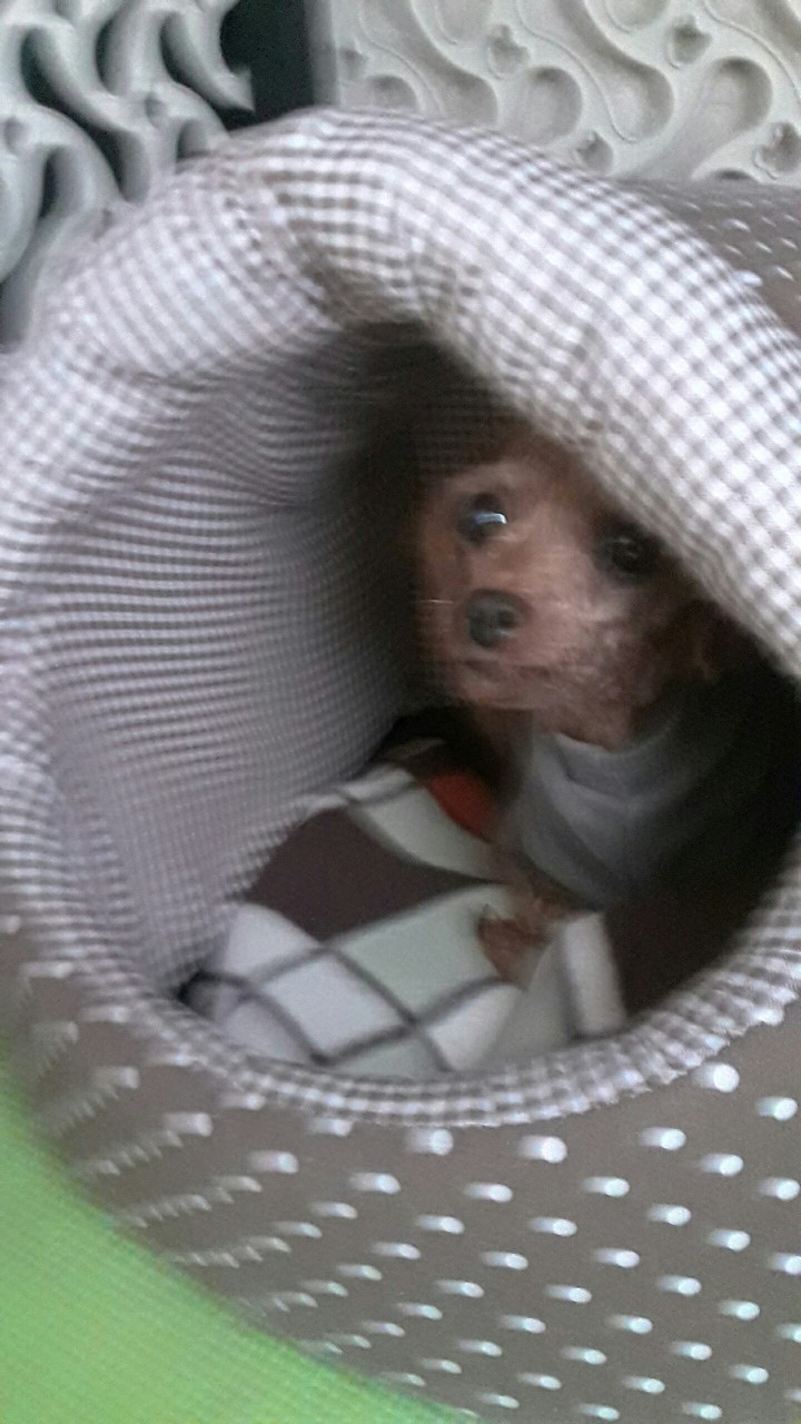 강아지
