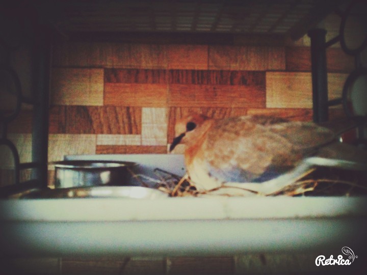 bird