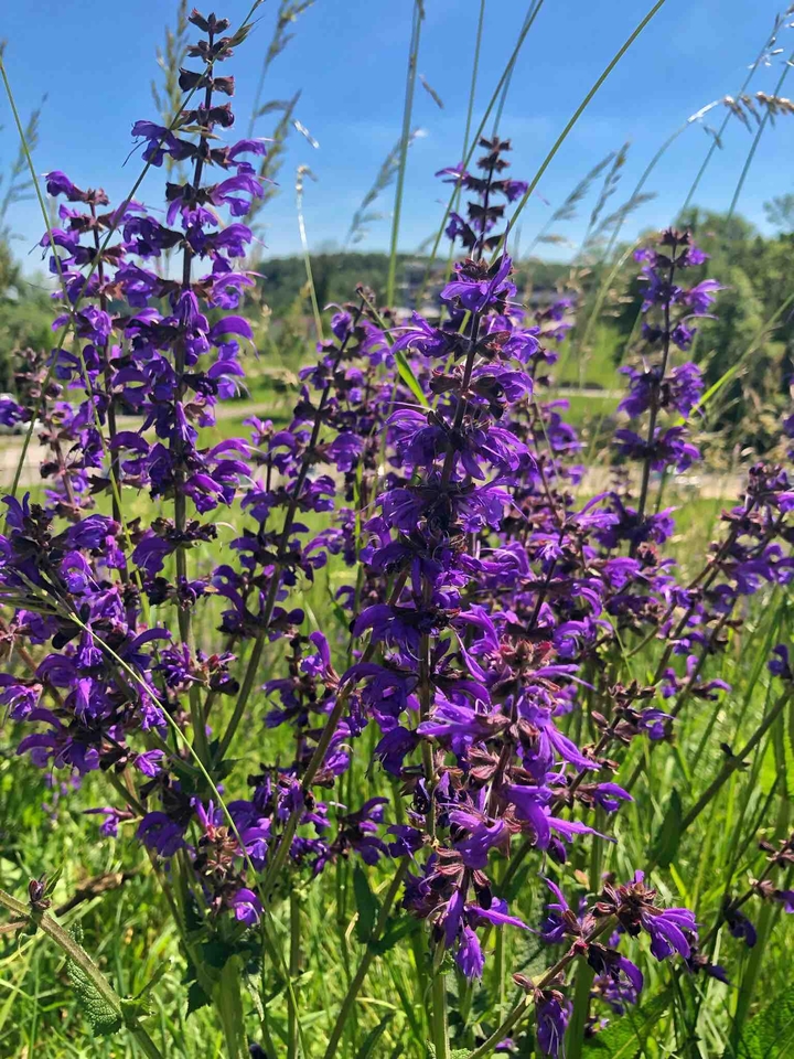lavender