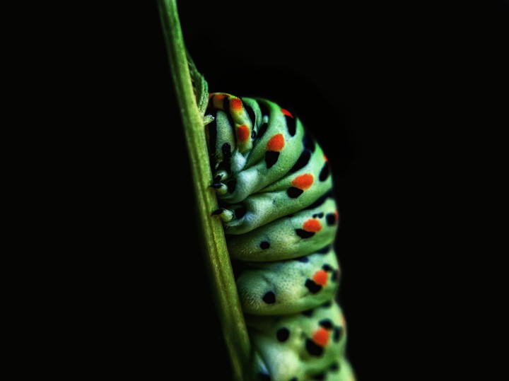 macro