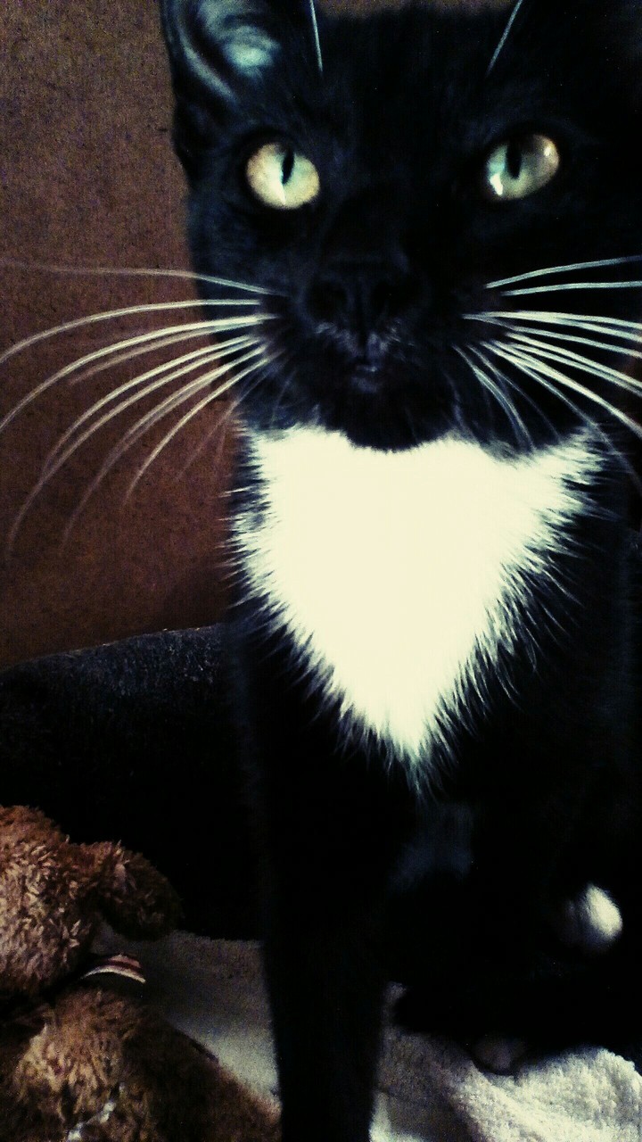 cat