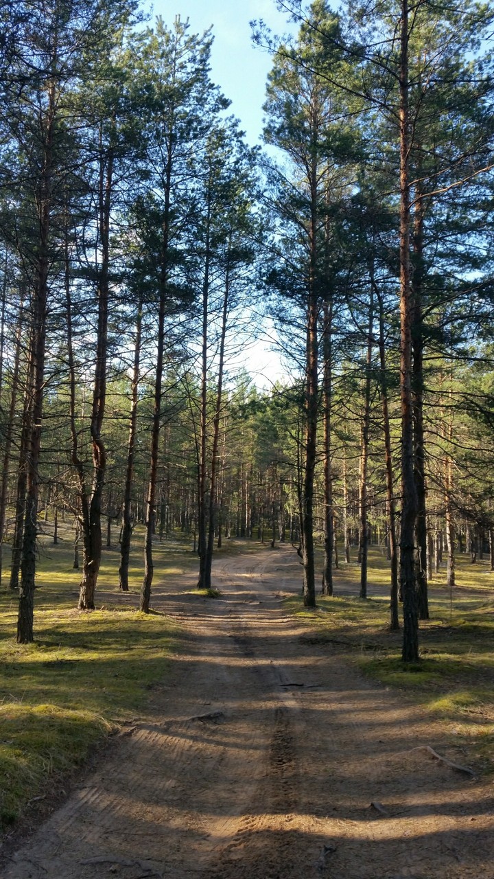 Дорога сквозь сосны.